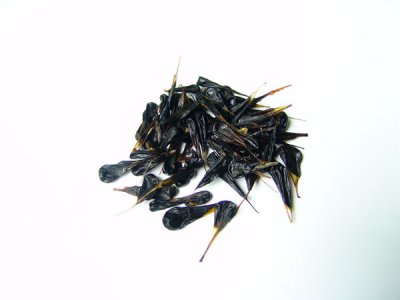 干蛇膽
