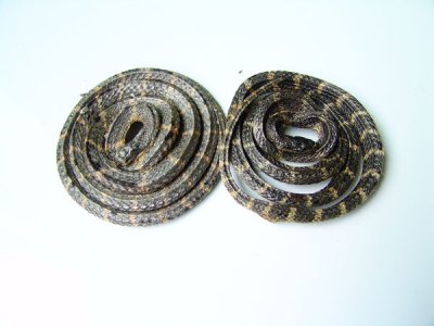 盤(pán)形銀環(huán)蛇干